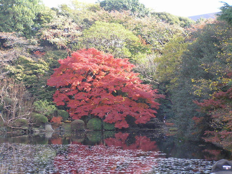 Lake w Acer