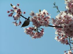 Bird and blossom