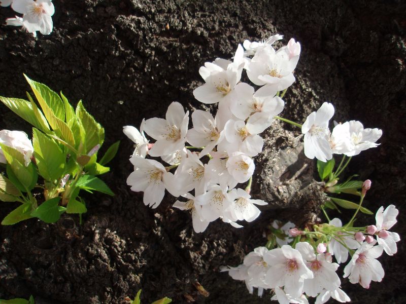 Sakura on Tree Trunk