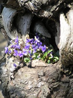 Violets in a tree