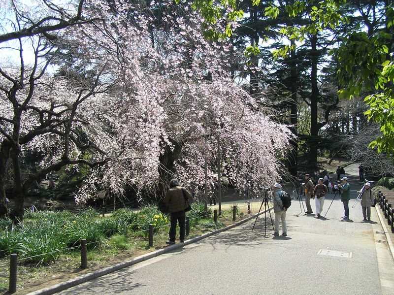 Sakura & photographers