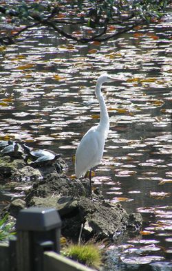 Egret & Turtles