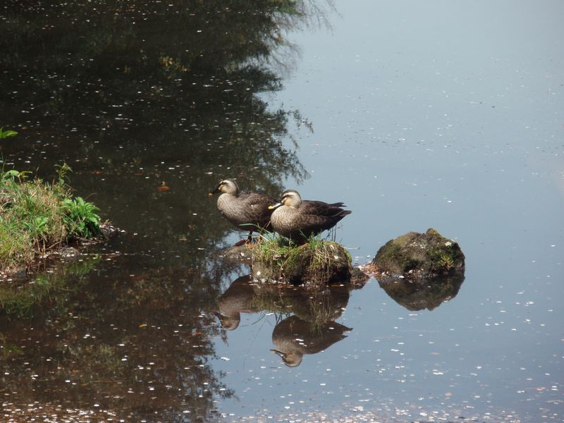 Ducks