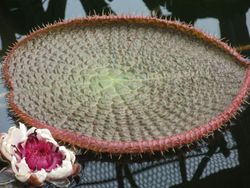 Amazonica