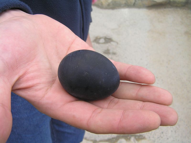 Black egg