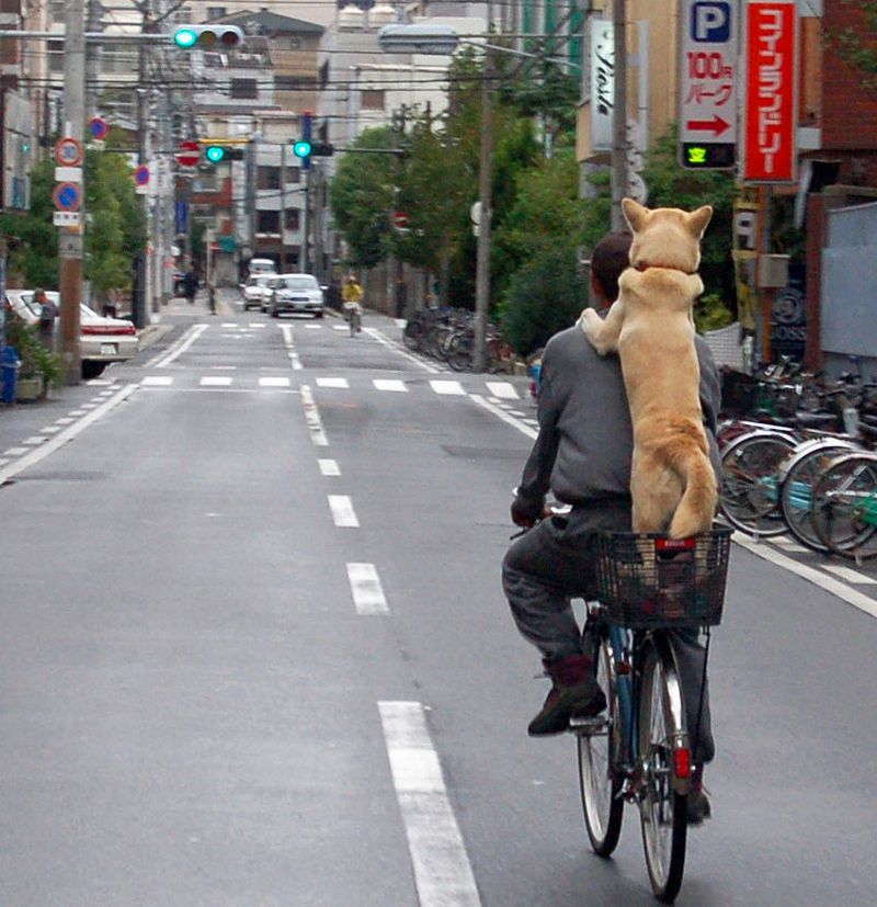 A_dog_riding_the_bicycle