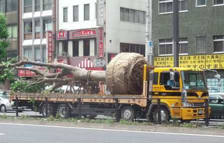 Tree on a lorry