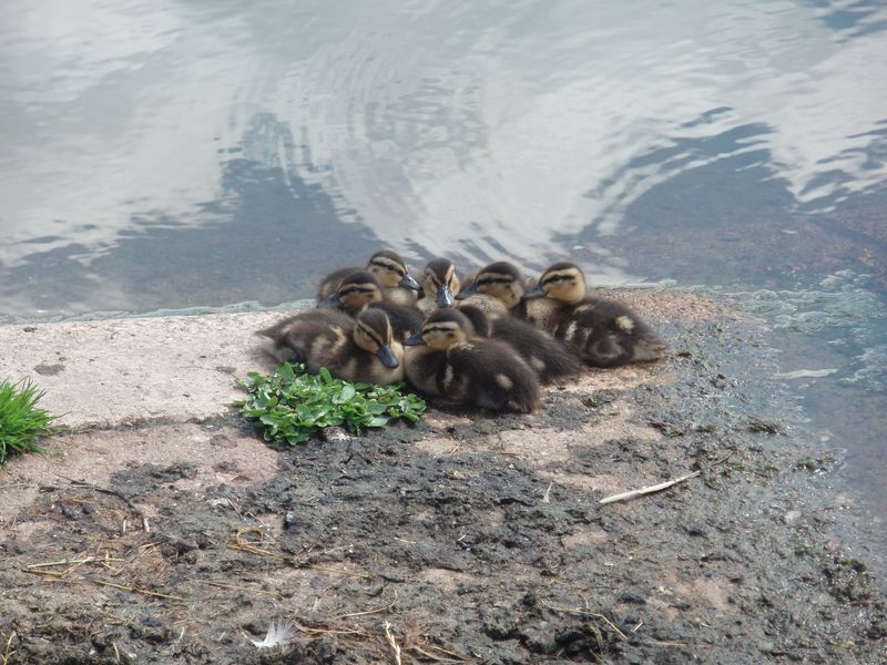 Ducklings