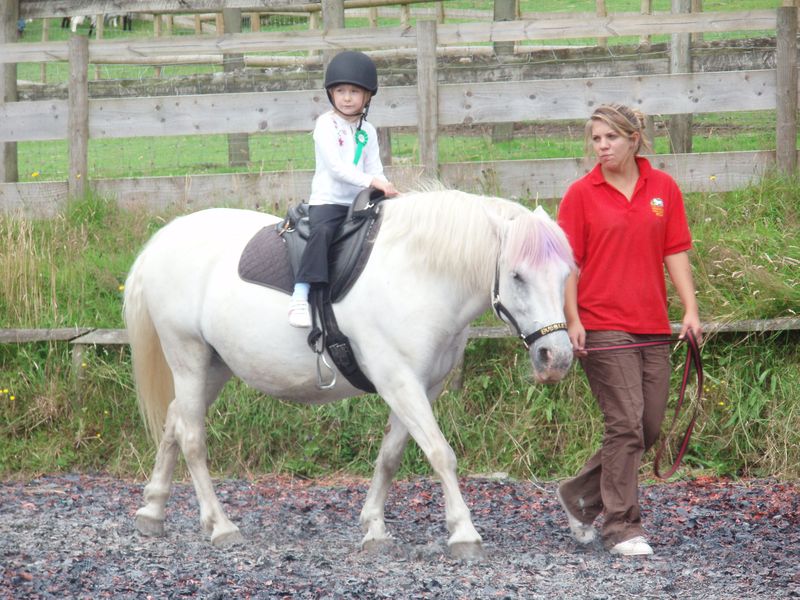 Pony
