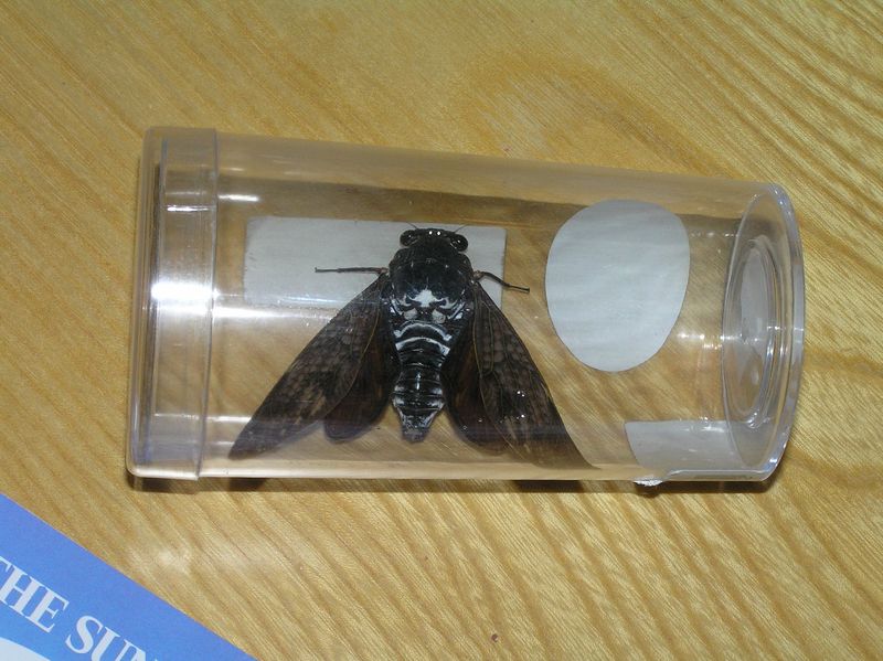 Cicada