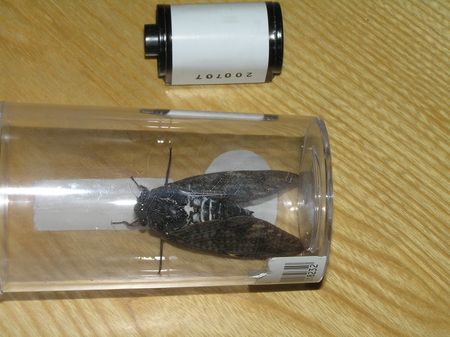 Cicada with film