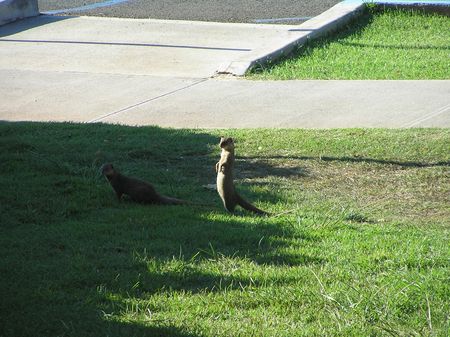 Hanauma Bay mongoose3