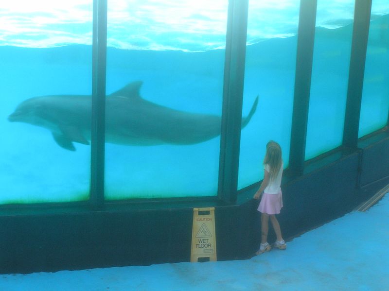 Sealife Centre dolphin