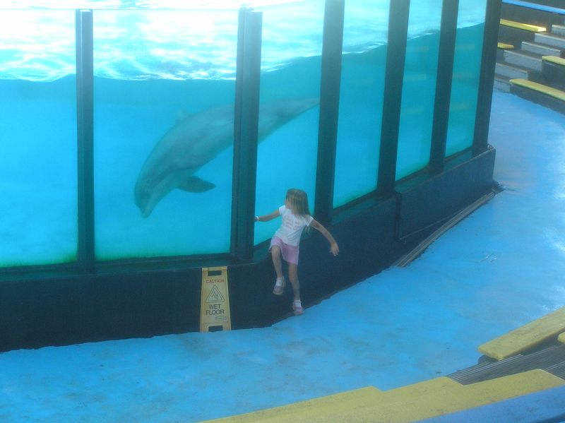 Sealife Centre dolphin1