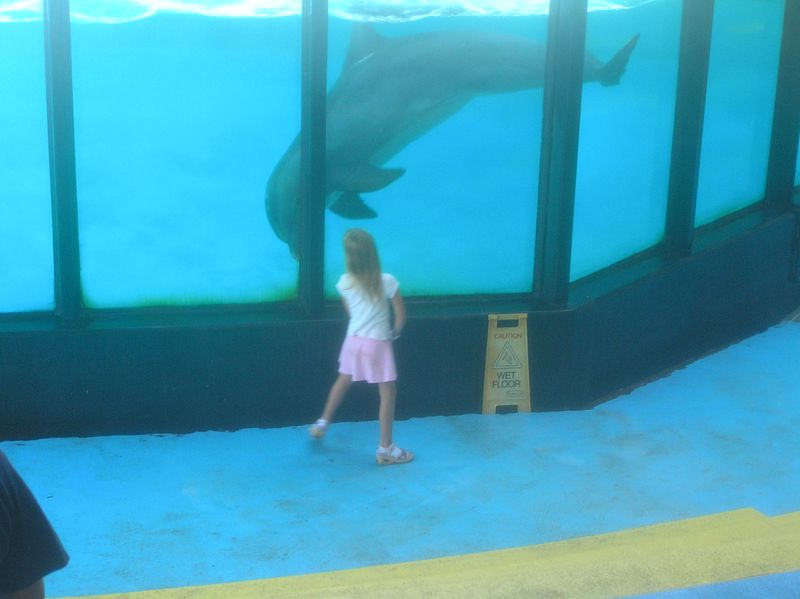 Sealife Centre dolphin greeting
