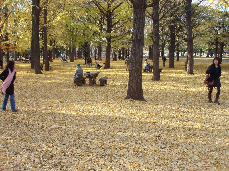 Ginko carpet