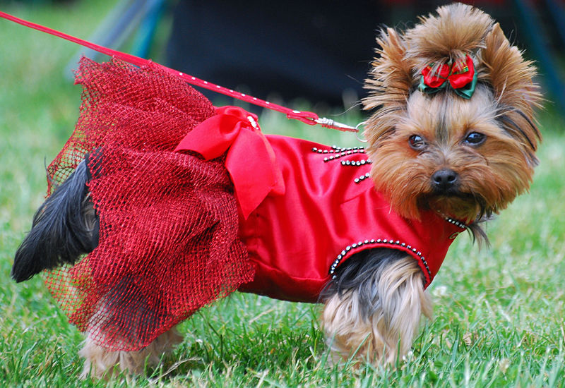 Yorkshire_terrier