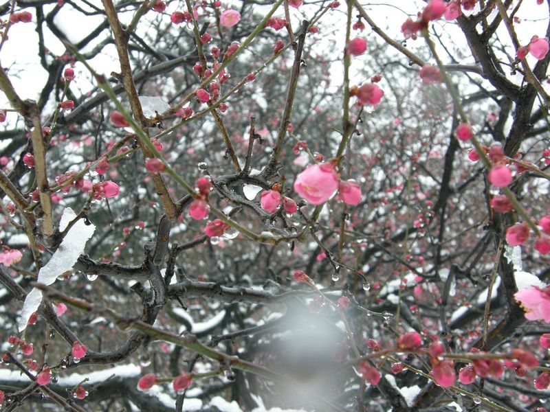 Sakura in snow