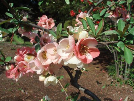 Plum blossom