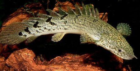 Polypterus