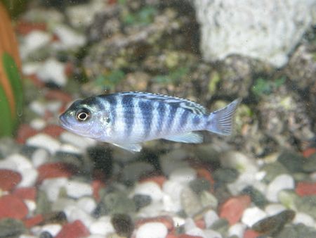 Blue cichlid