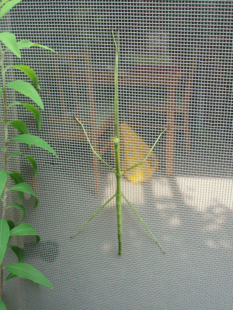 Stick insect