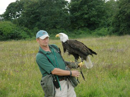 Bald Eagle