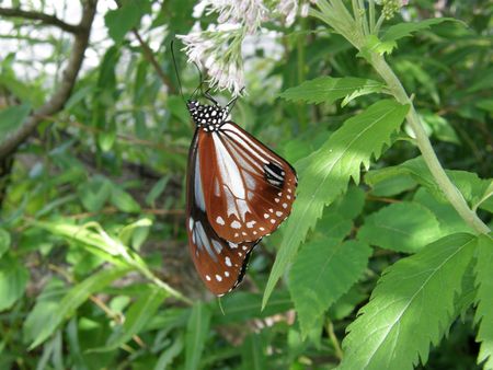 Butterfly2