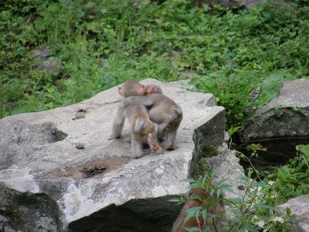 Monkey babies