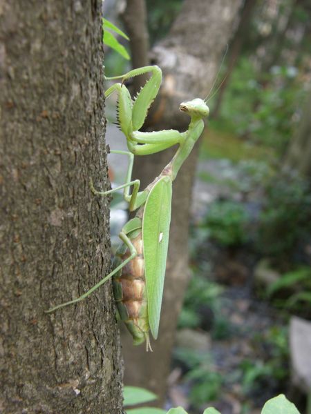 Praying Mantis