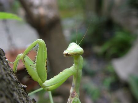 Praying Mantis close up