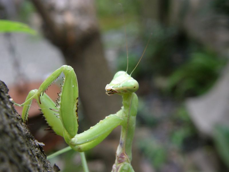 Praying Mantis close up