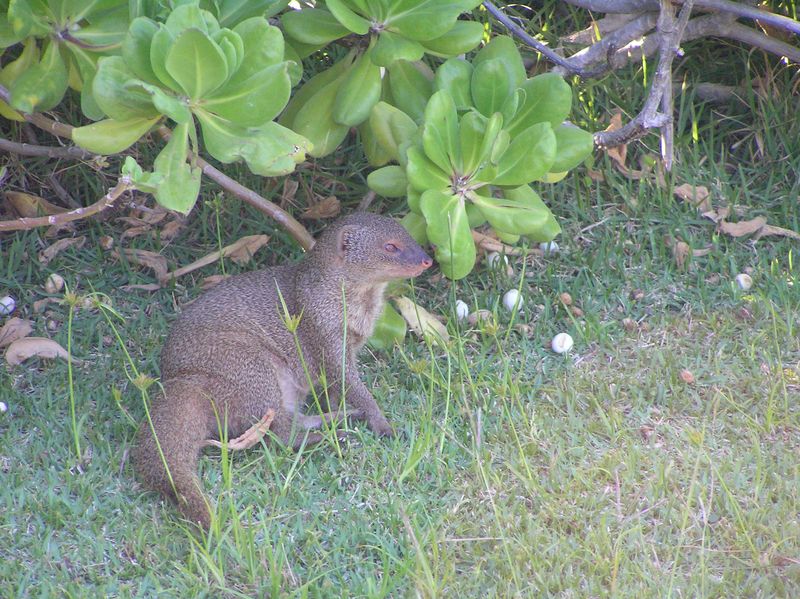 Hanauma Bay mongoose