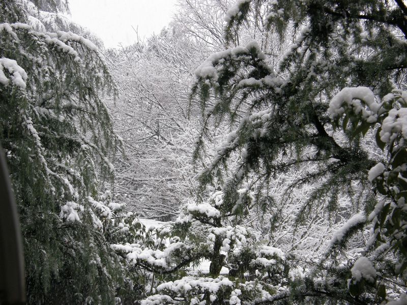 Garden in snow2