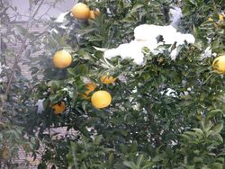 Grapefruit in snow