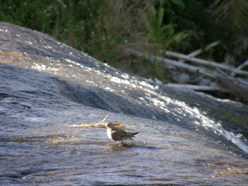 Waterfall bird