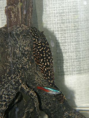 Plecostomas