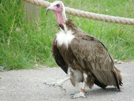 Wandering Vulture