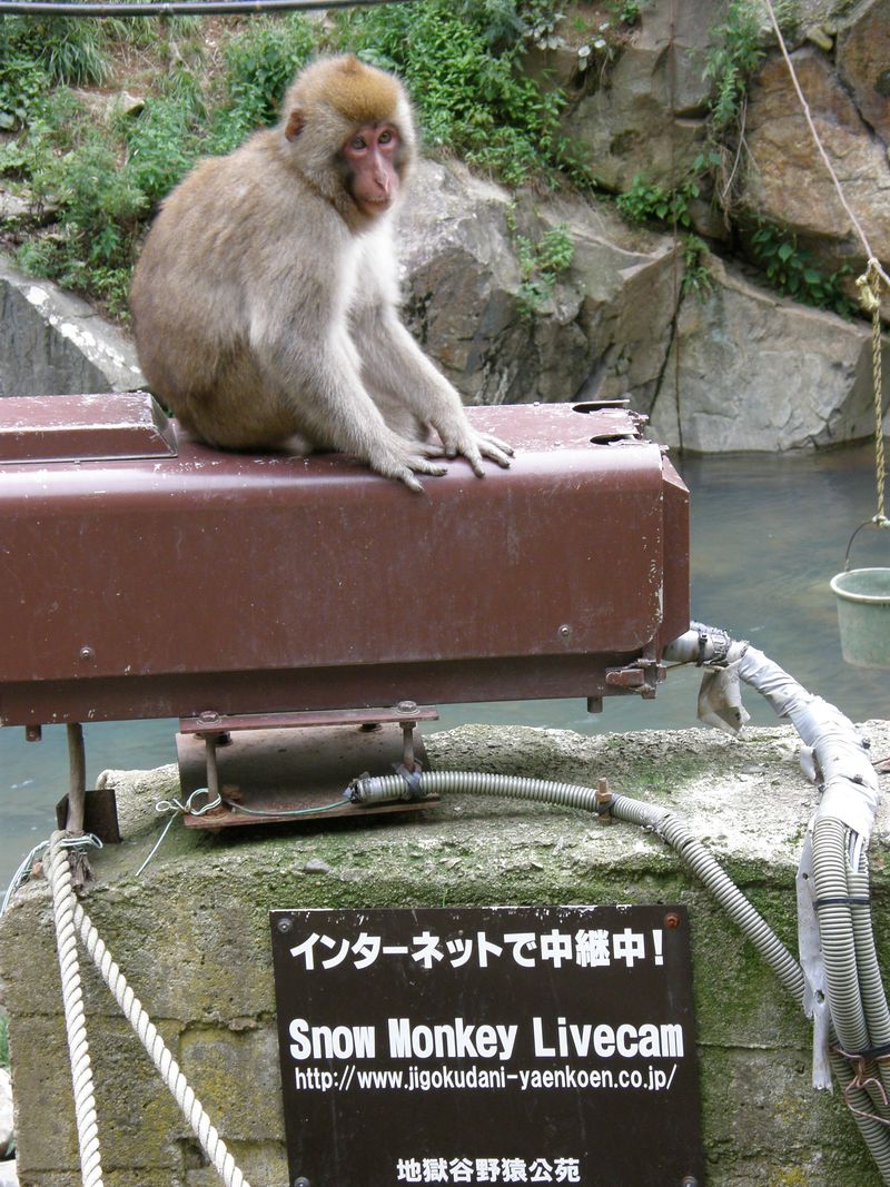 Monkey livecam