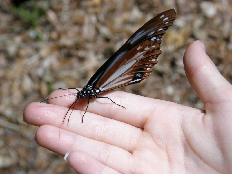 Rhiannon's butterfly