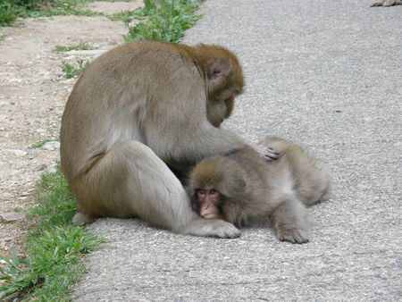 Grooming time