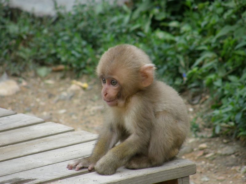 Cute monkey