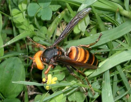 Vespa mandarinia japonica