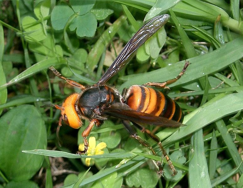 Vespa mandarinia japonica