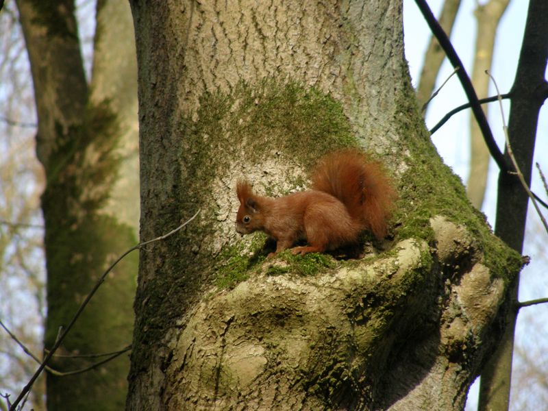 Red Squirrel