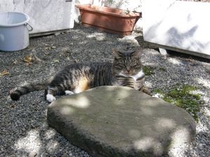 Raymi-cat in Japan