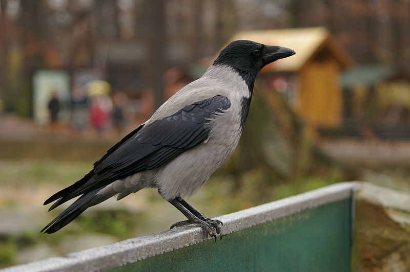 Hooded crow