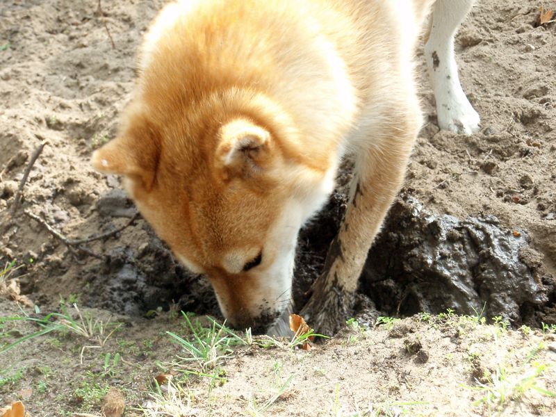 Digging