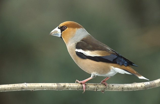 Coccothraustes_coccothraustes_1_(Marek_Szczepanek)