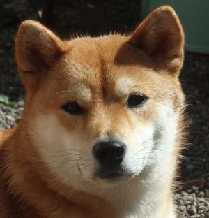 Kita the Shiba Inu